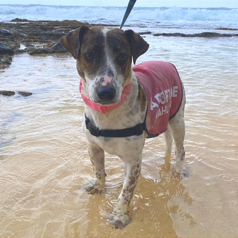 Enlarge Jayjay, a Adoptable mixed breed in Wahiawa, HI image 4/4