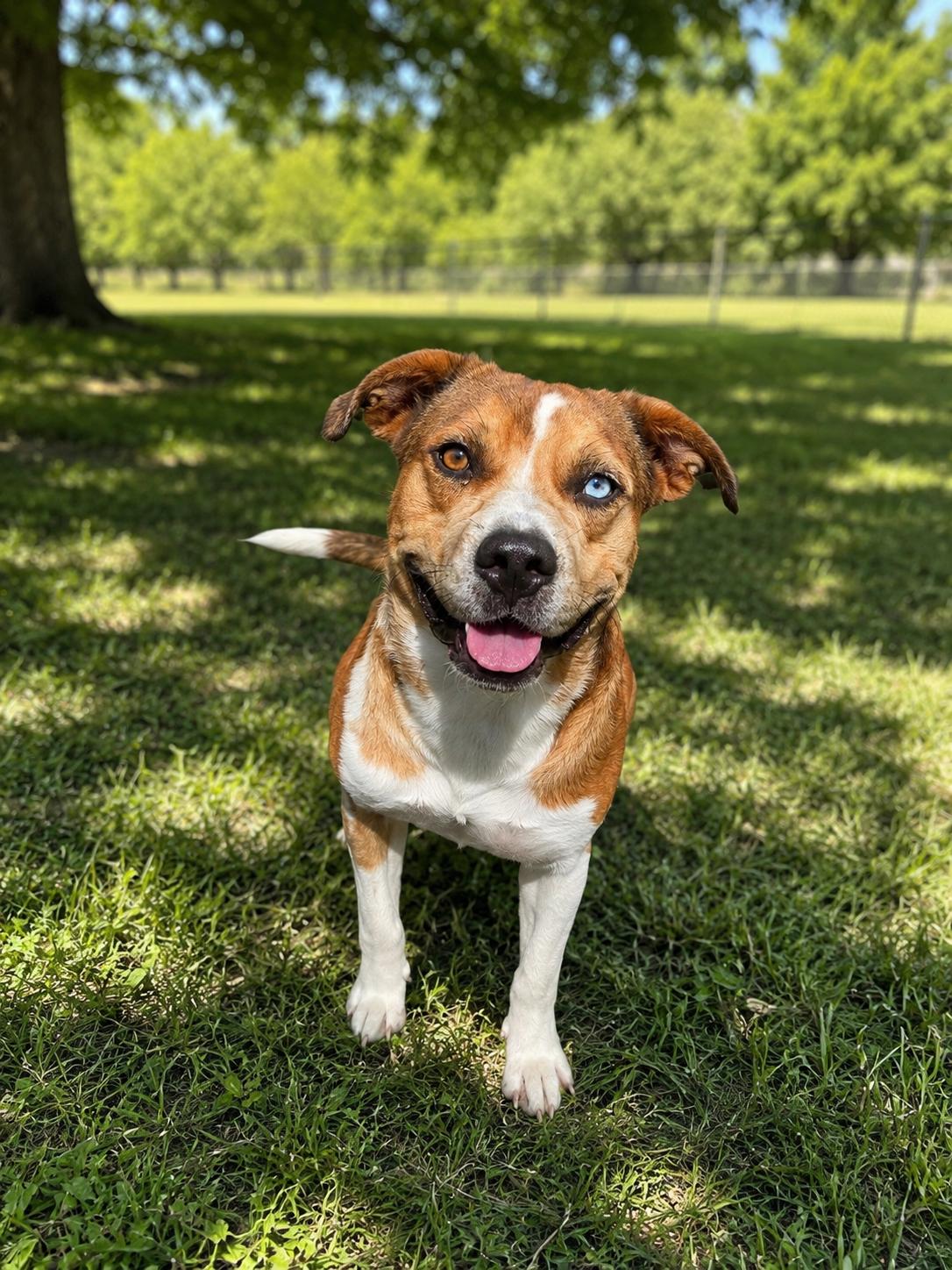 Enlarge Horace, a Adoptable mixed breed in Mexia, TX image 1/1