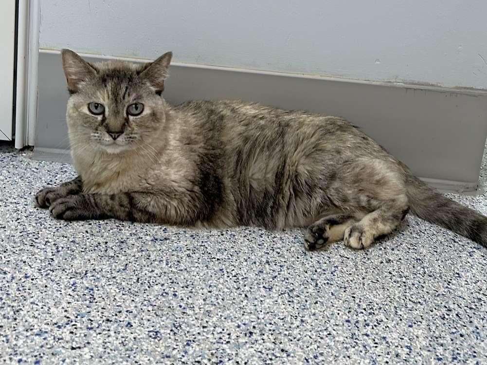 LuLu, Adoptable, Senior Female Domestic Short Hair & Siamese.