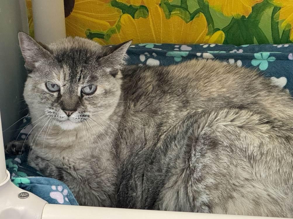 Enlarge LuLu, a Adoptable Domestic Short Hair in Colorado Springs, CO image 1/2