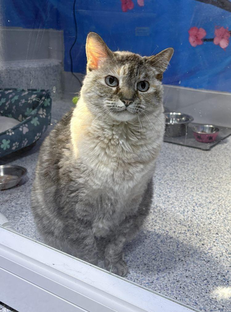 Enlarge LuLu, a Adoptable mixed breed in Colorado Springs, CO image 1/1