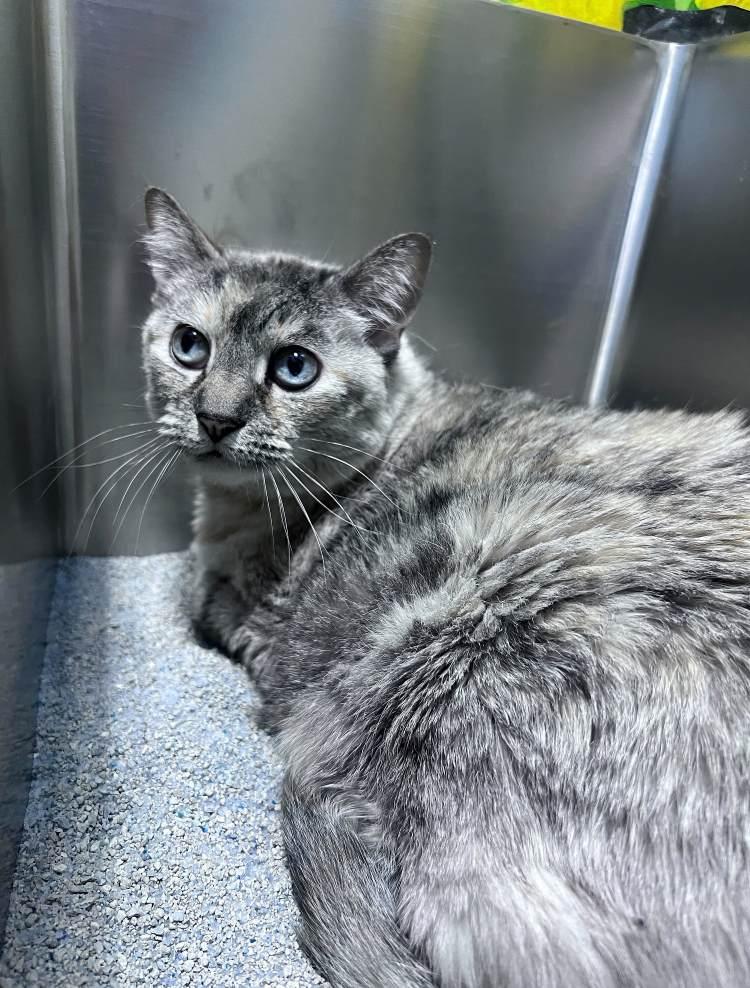 Enlarge LuLu, a Adoptable Domestic Short Hair in Colorado Springs, CO image 2/2