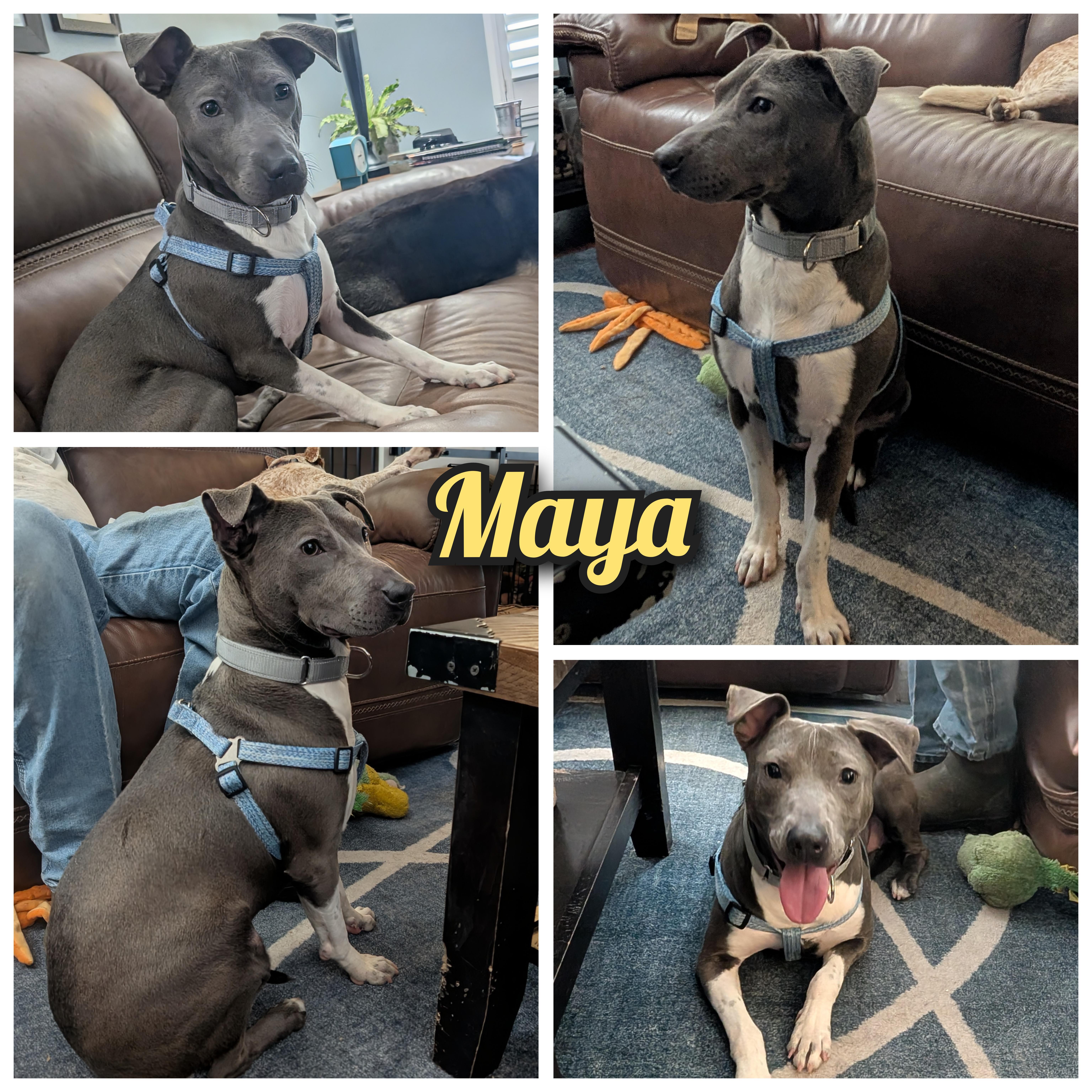 Maya, Adoptable, Young Female Mixed Breed & Whippet.