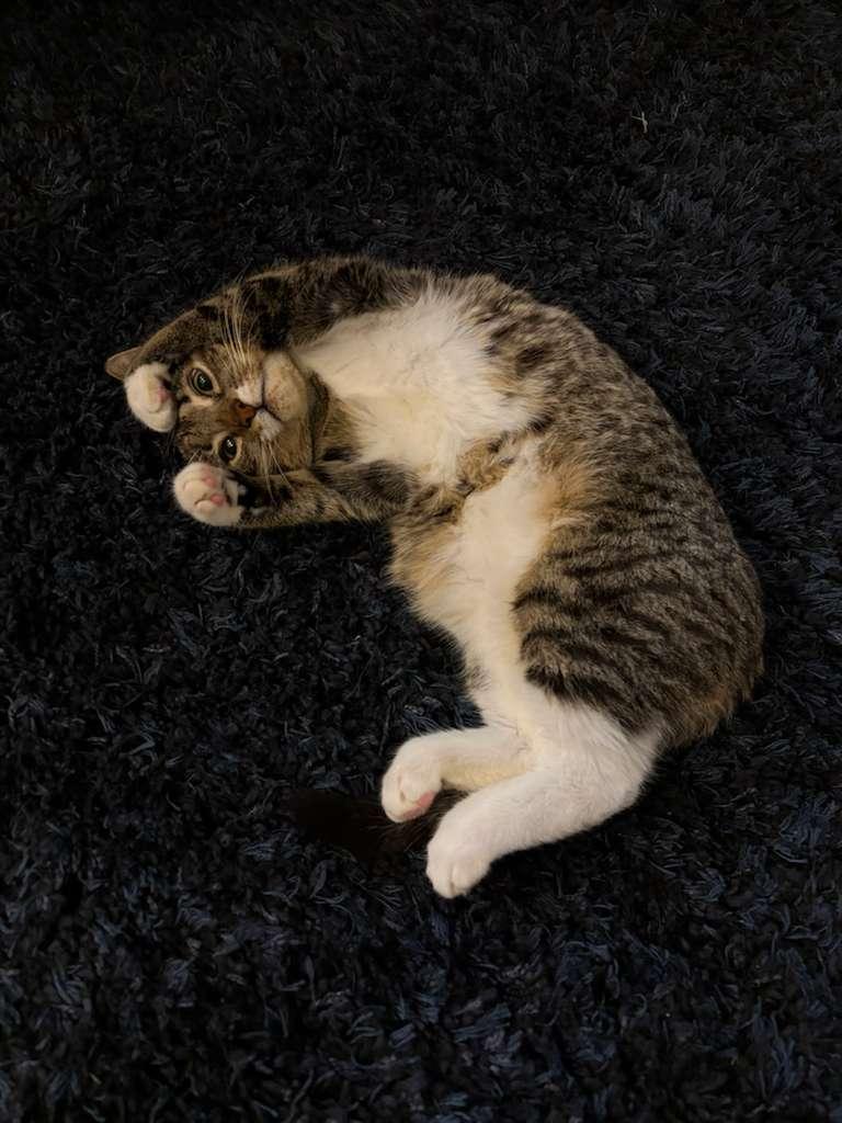 Kobu, ADOPTABLE, Kitten Male Domestic Short Hair.