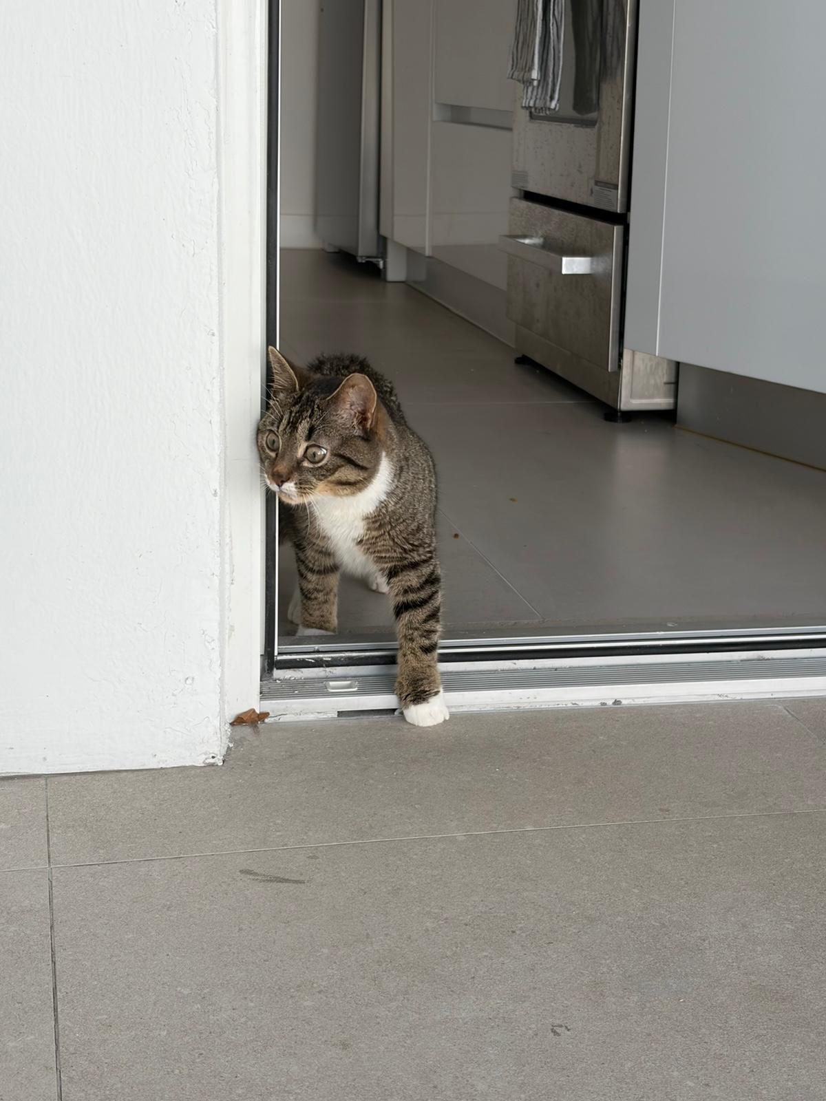 Enlarge Kobu, a ADOPTABLE Domestic Short Hair in Miami Beach, FL image 6/6