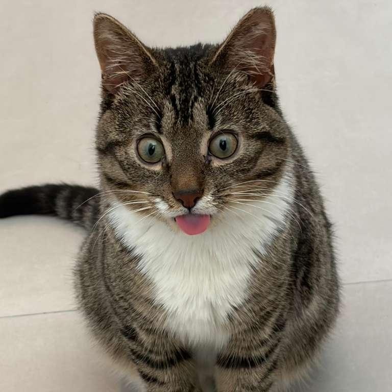 Enlarge Kobu, a ADOPTABLE Domestic Short Hair in Miami Beach, FL image 2/6