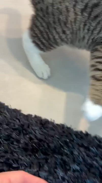 Enlarge Kobu, a ADOPTABLE Domestic Short Hair in Miami Beach, FL video 5/6