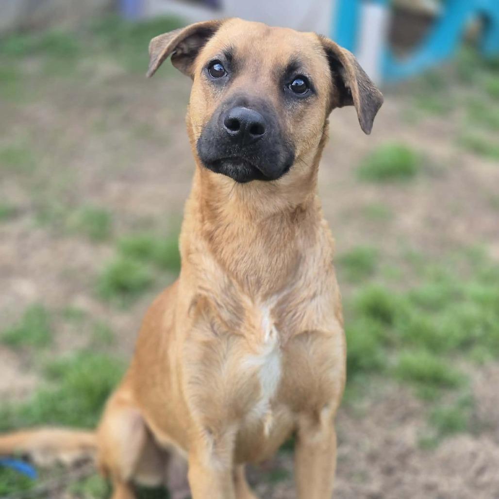Salem, Adoptable, Adult Female Black Mouth Cur & Mixed Breed.