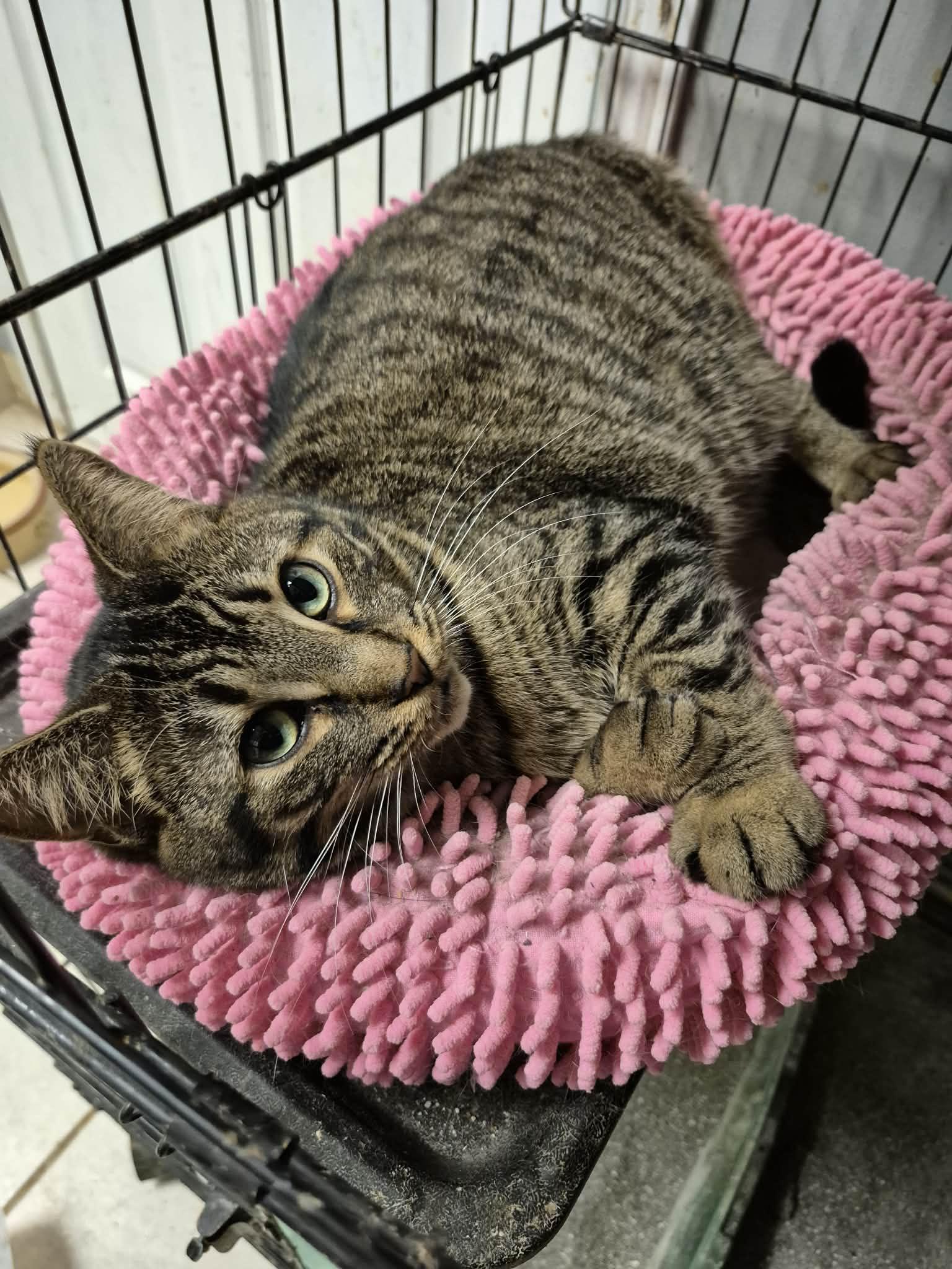 Enlarge Sydney, a Adoptable Domestic Short Hair in Chatham, ON image 6/6