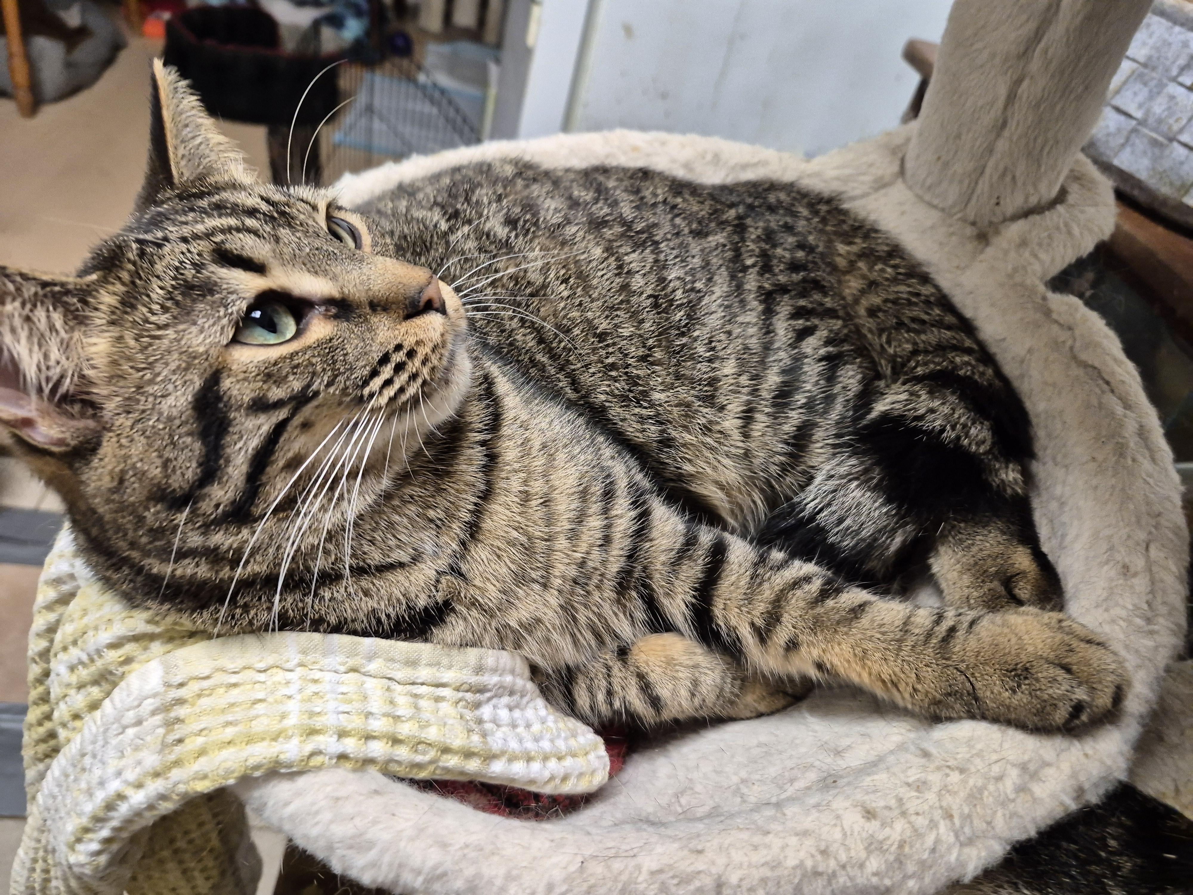 Enlarge Sydney, a Adoptable Domestic Short Hair in Chatham, ON image 3/4