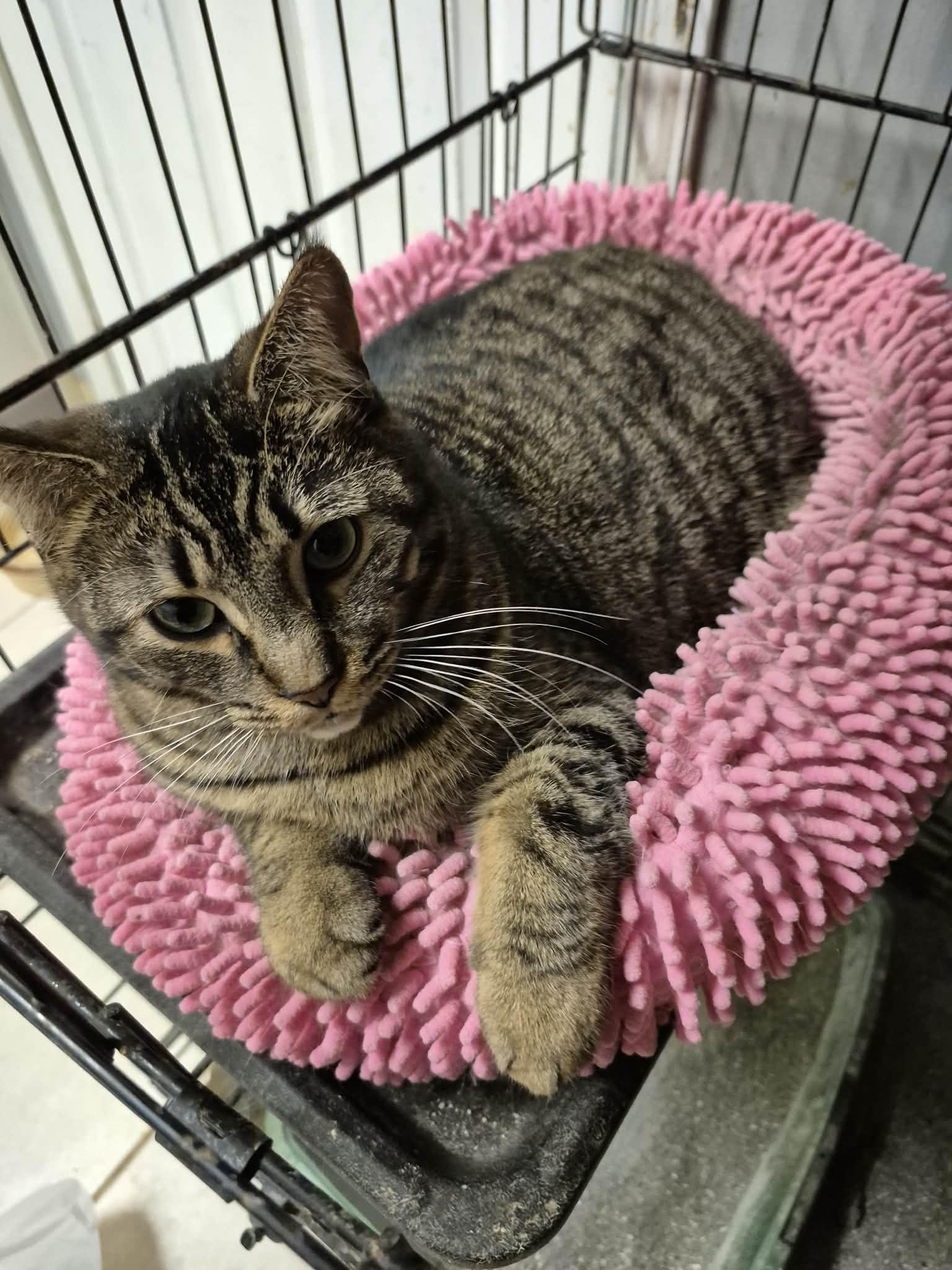 Enlarge Sydney, a Adoptable Domestic Short Hair in Chatham, ON image 5/6