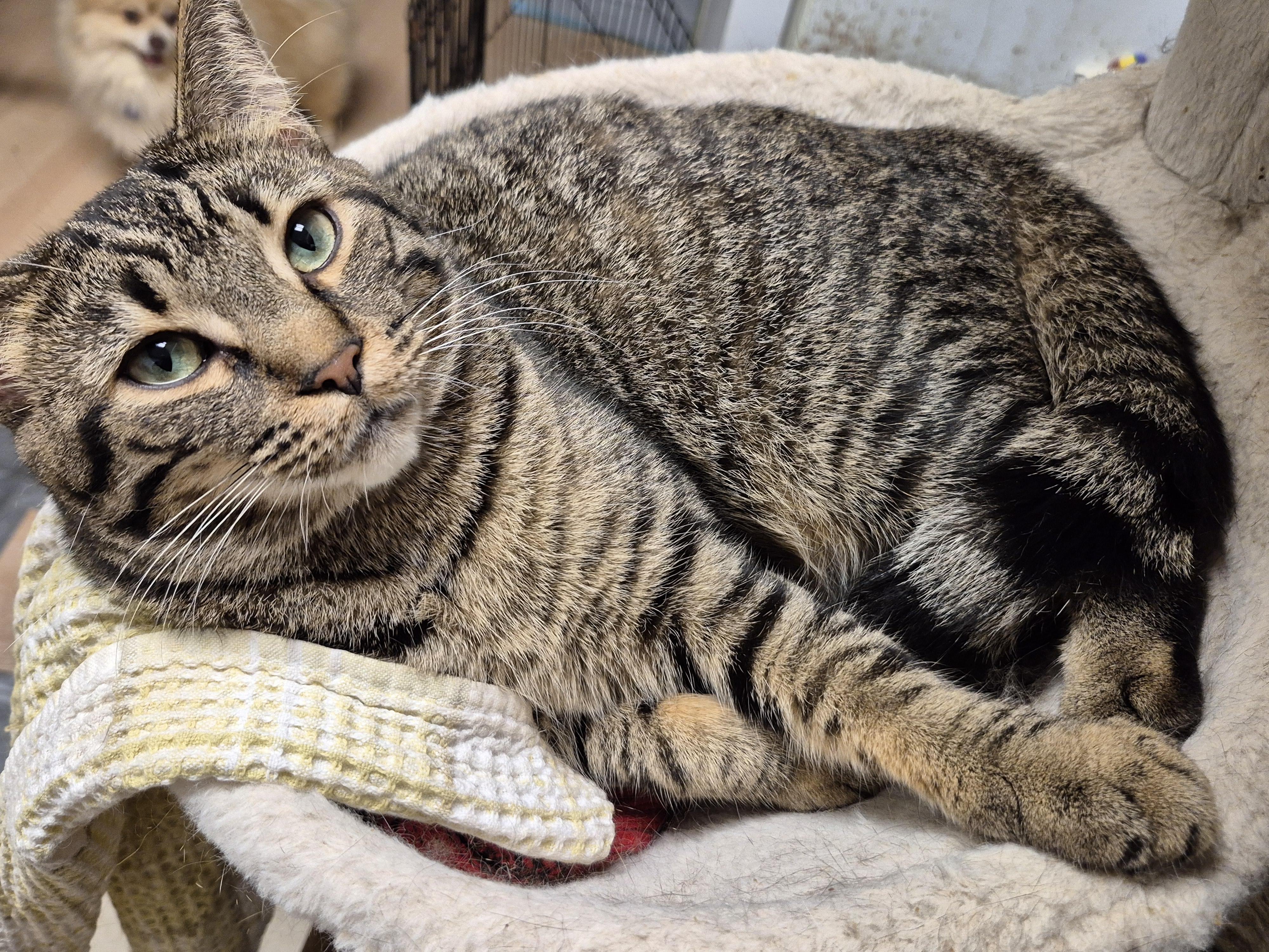 Enlarge Sydney, a Adoptable Domestic Short Hair in Chatham, ON image 1/4