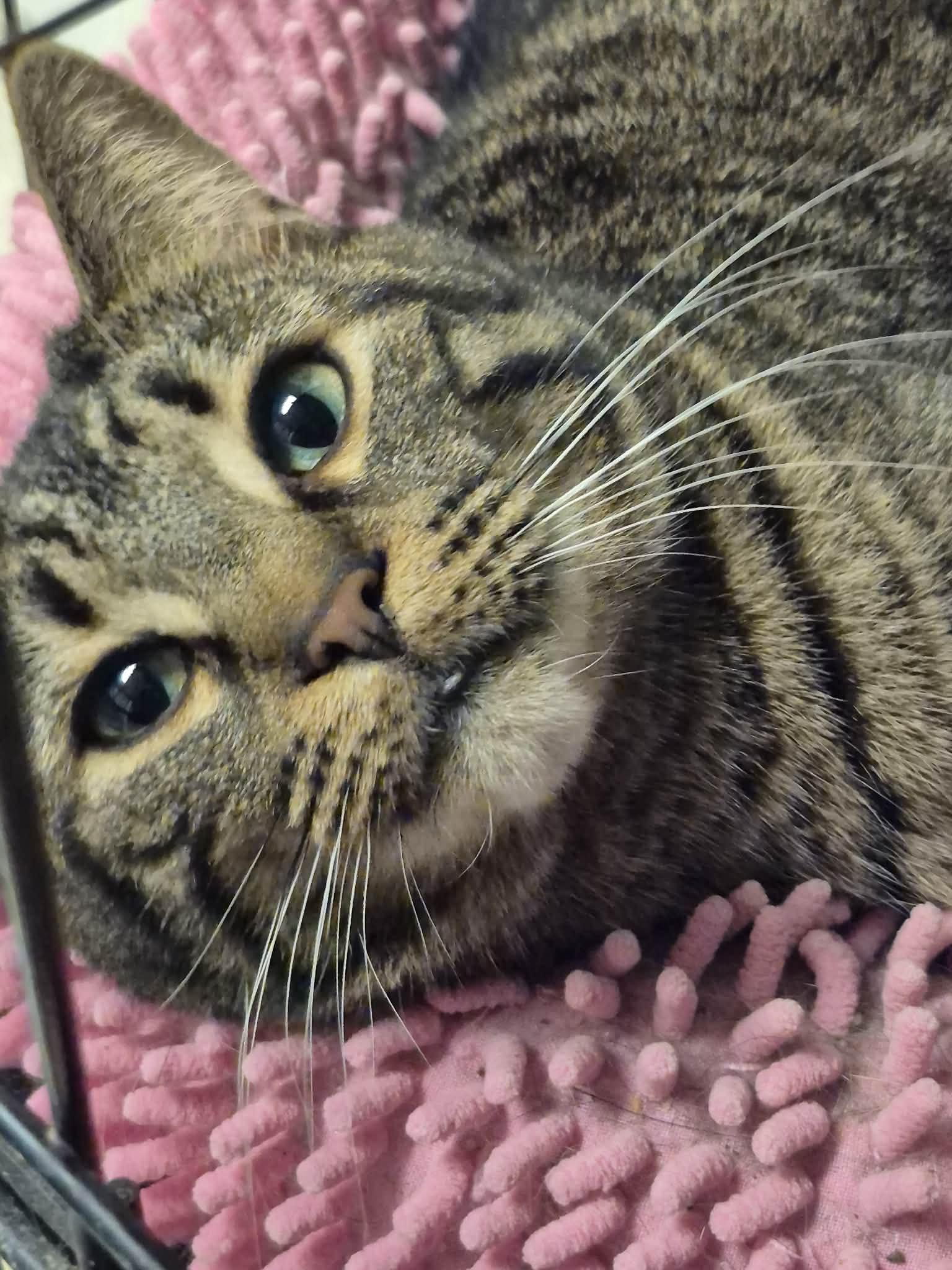 Sydney, Adoptable, Young Female Domestic Short Hair.