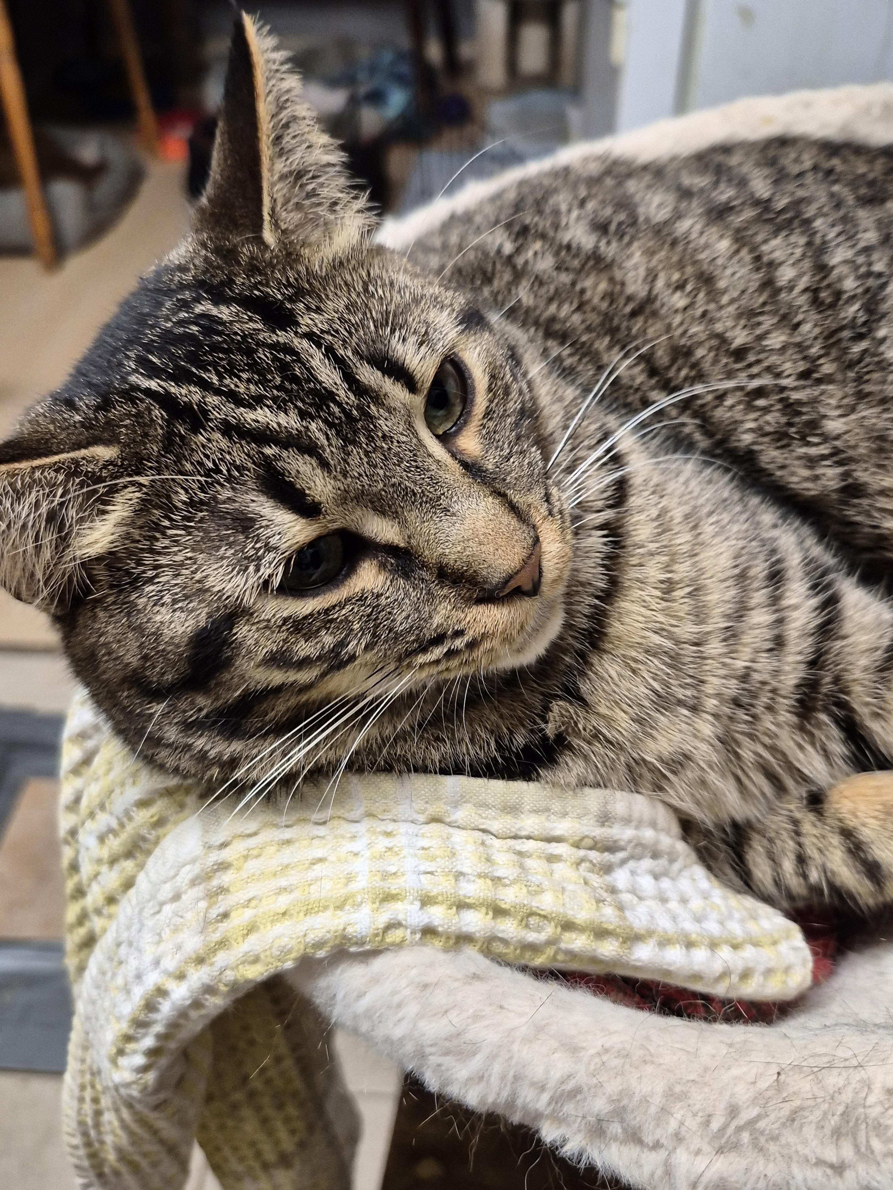 Enlarge Sydney, a Adoptable Domestic Short Hair in Chatham, ON image 2/4