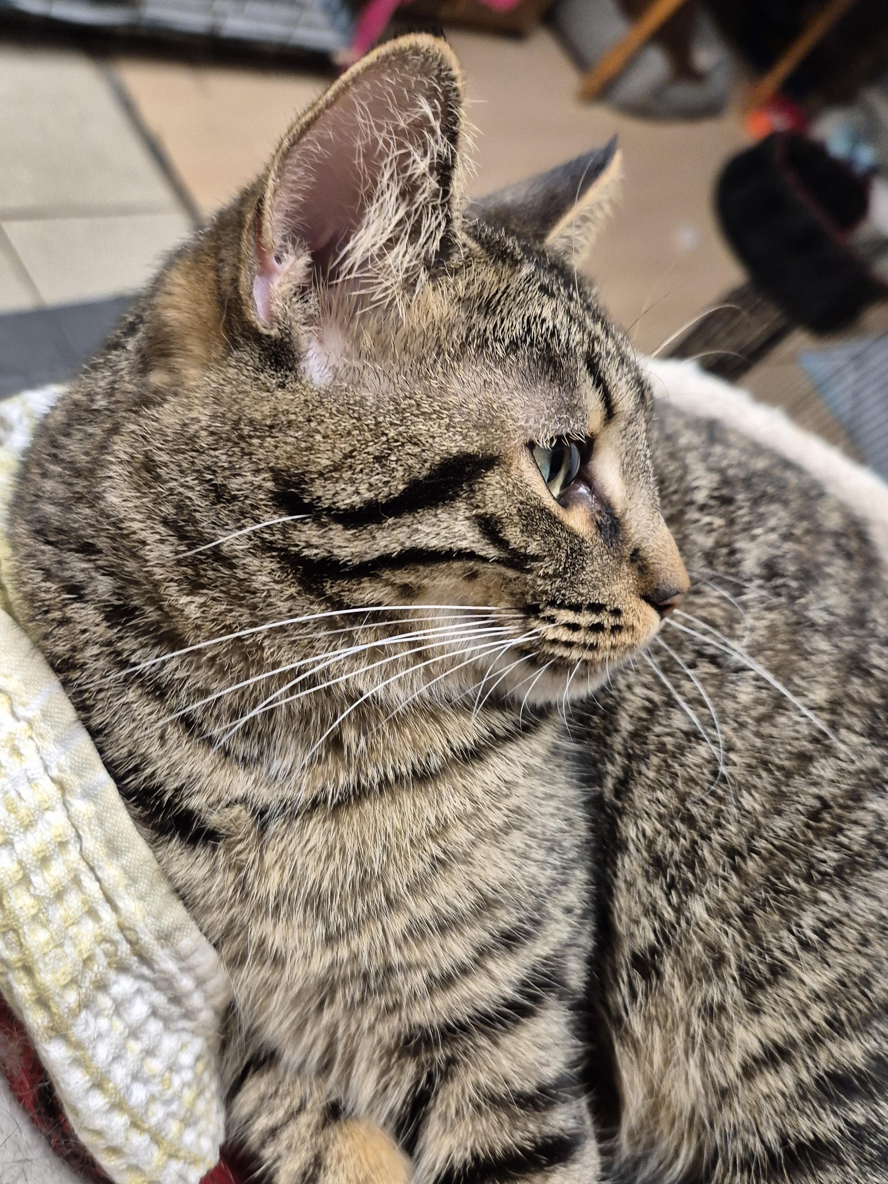 Enlarge Sydney, a Adoptable Domestic Short Hair in Chatham, ON image 4/4