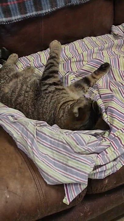 Enlarge Sydney, a Adoptable Domestic Short Hair in Chatham, ON video 6/6