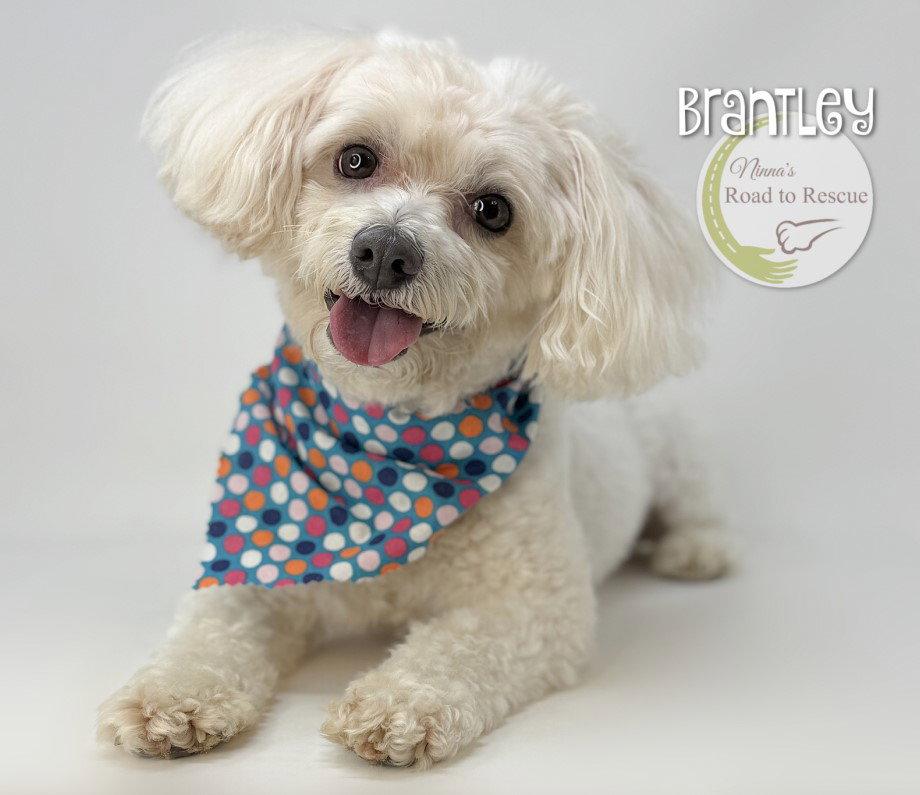 Brantley, Adopted, Adult Male Maltese & Poodle.