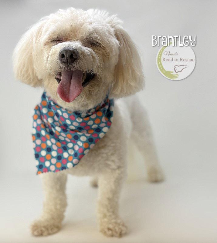 Enlarge Brantley, a Adopted mixed breed in Benton, LA image 2/3