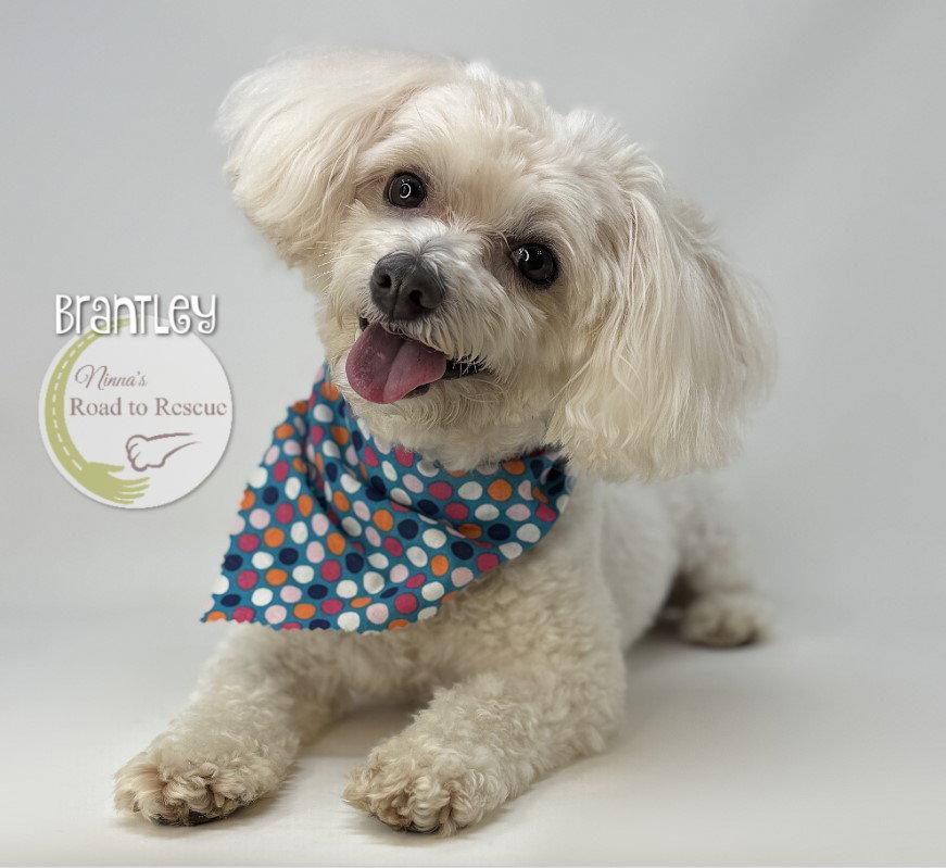 Enlarge Brantley, a Adopted mixed breed in Benton, LA image 3/3