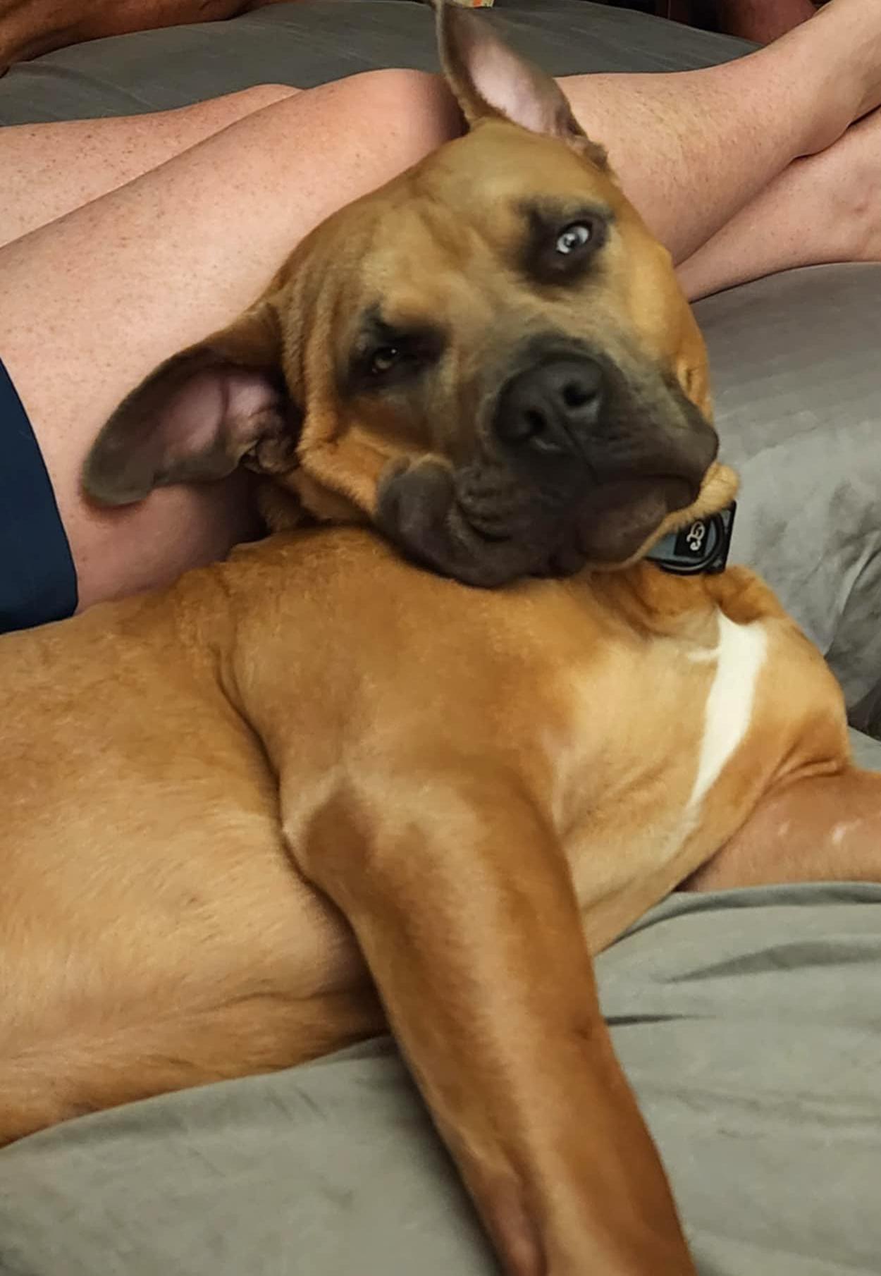 Buddy - FOSTER NEEDED!!!