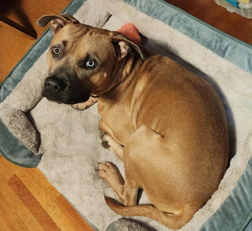 Buddy - FOSTER NEEDED!!!