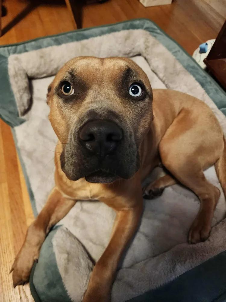 Buddy - FOSTER NEEDED!!!