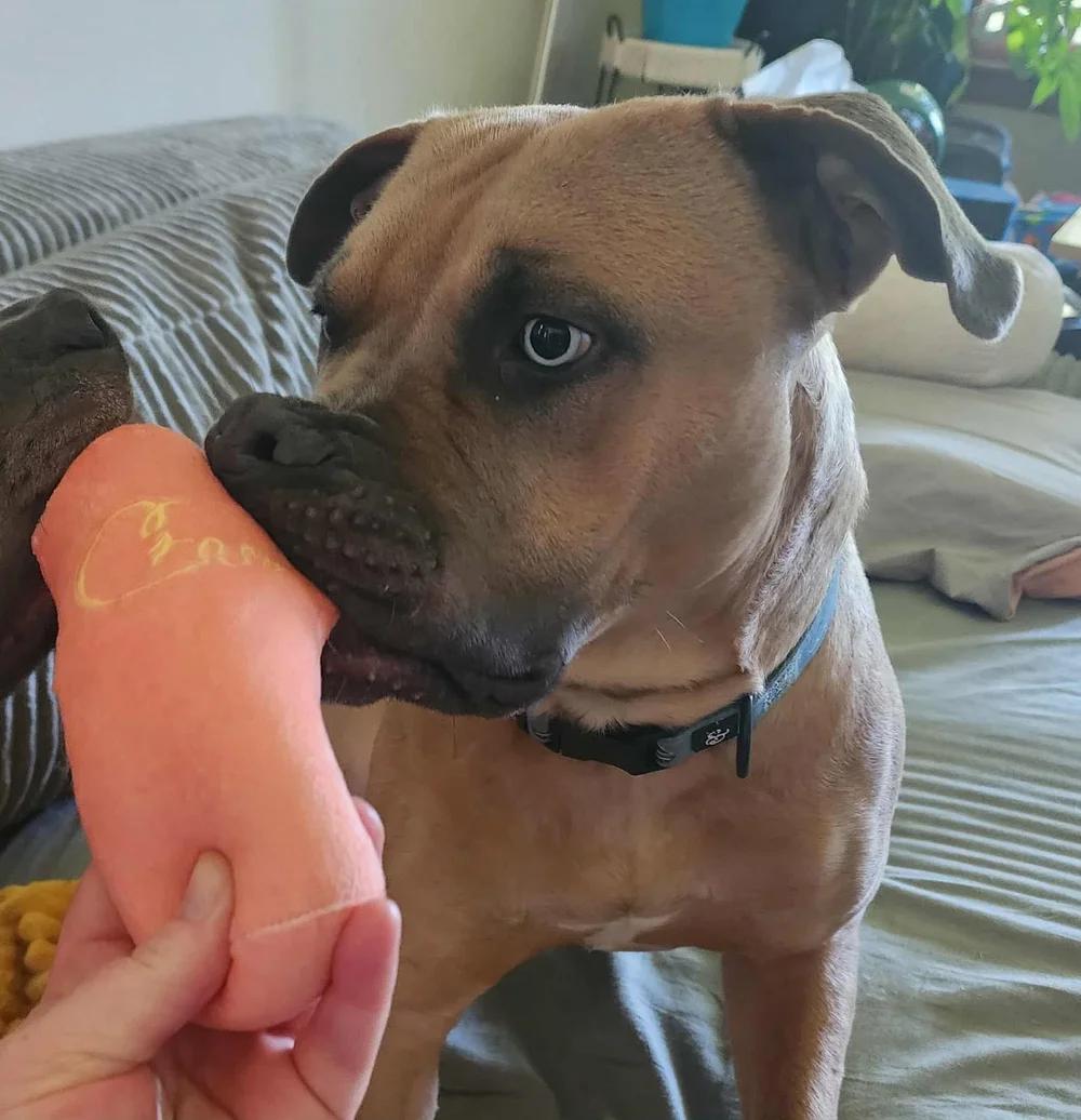 Buddy - FOSTER NEEDED!!!