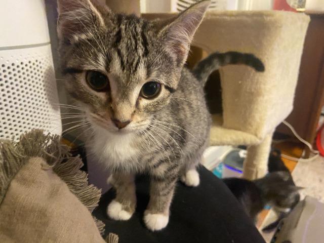 Casey, Adoptable, Kitten Female Domestic Short Hair.