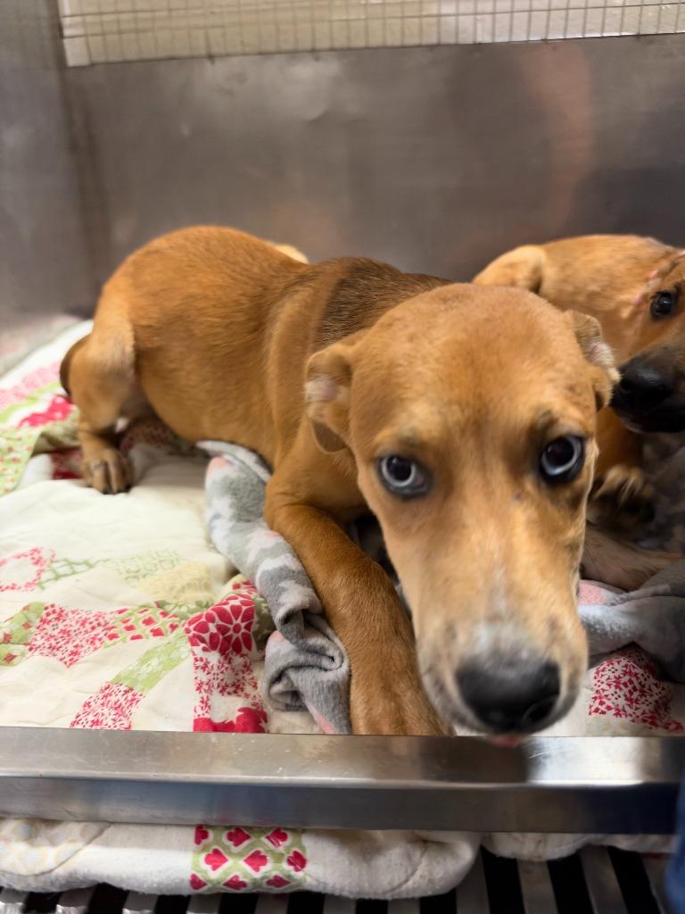 Enlarge Primrose, a Adoptable mixed breed in Chickamauga , GA image 1/1