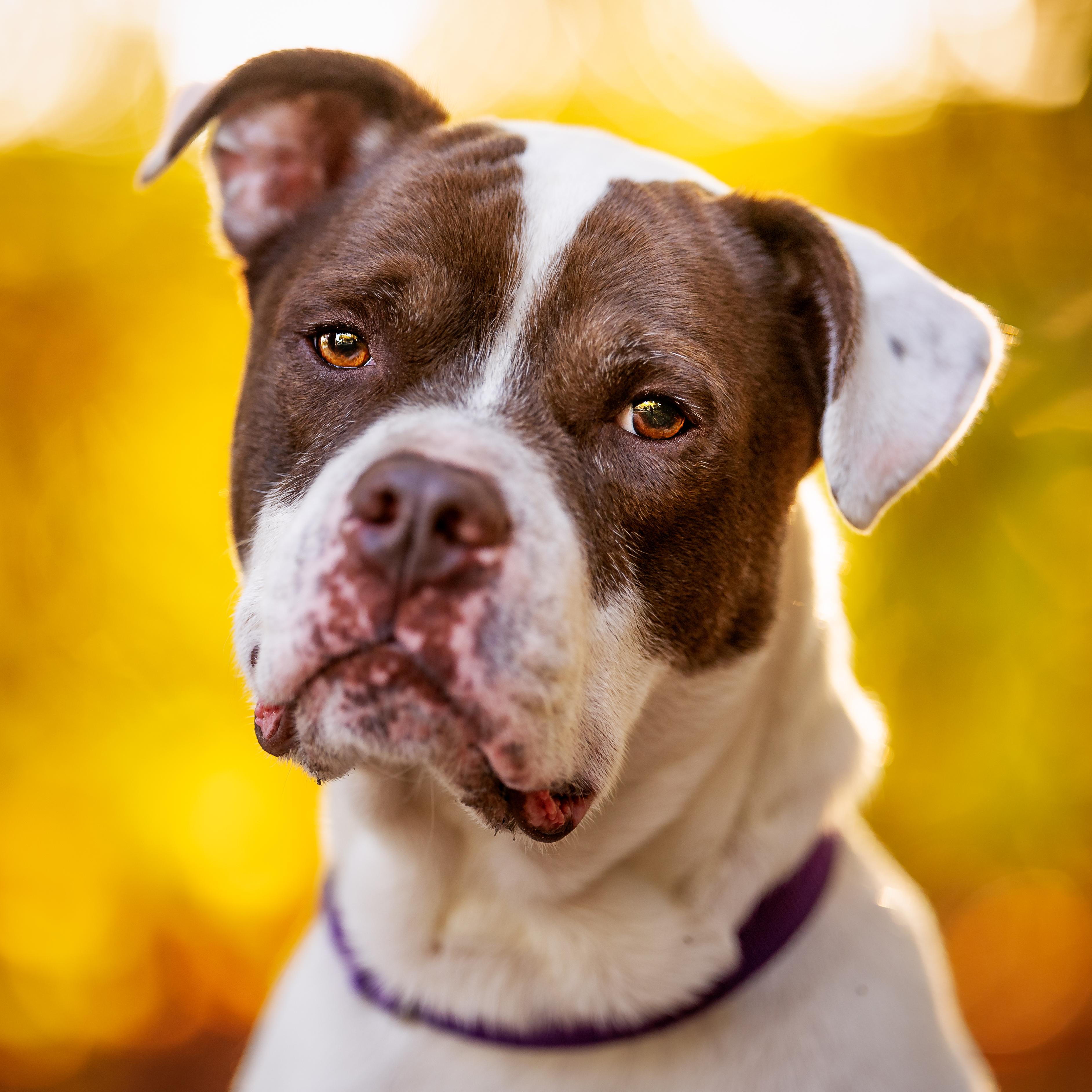 Jango *SPONSORED*, ADOPTABLE, Adult Male Mixed Breed.