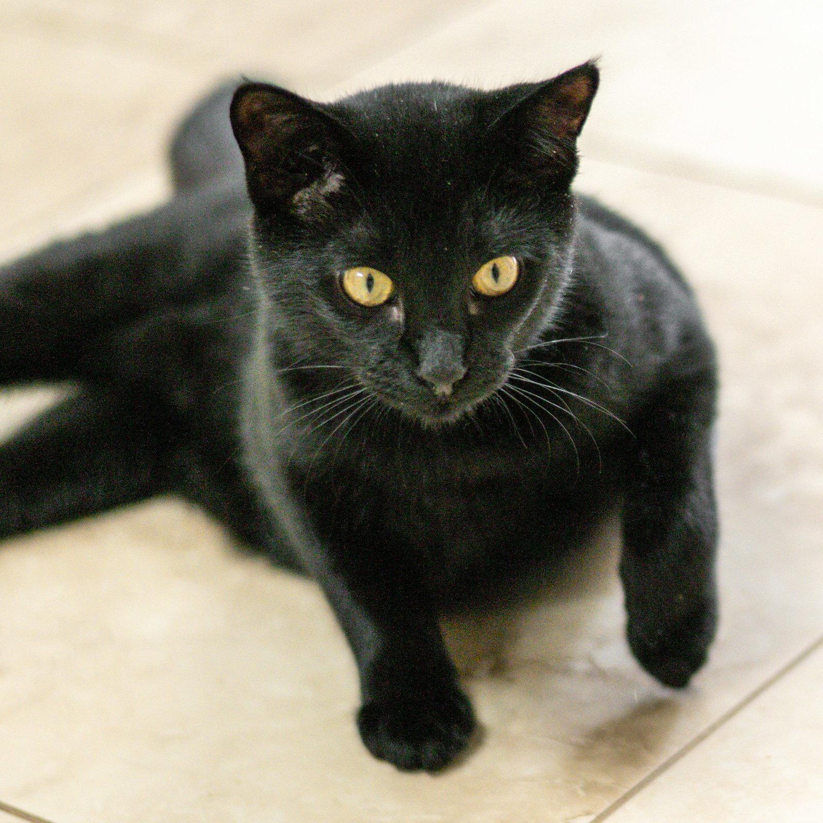 Gary, Adoptable, Young Male Domestic Short Hair.
