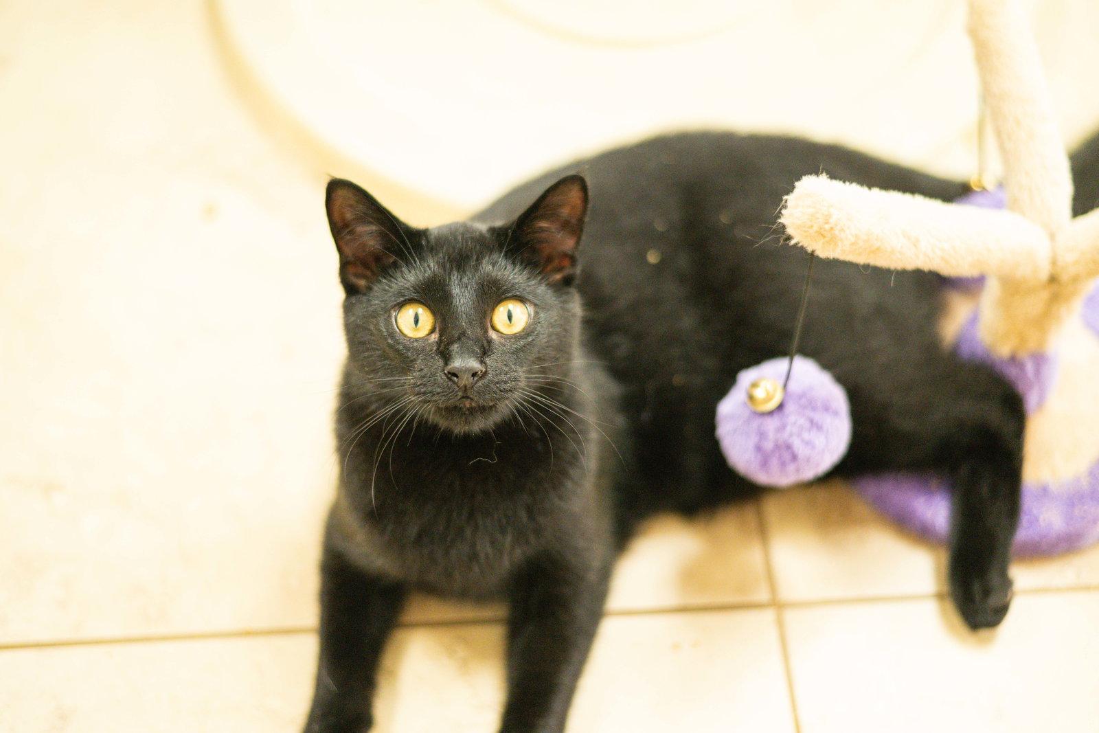 Enlarge Gary, a Adoptable Domestic Short Hair in Hilton Head Island, SC image 2/3