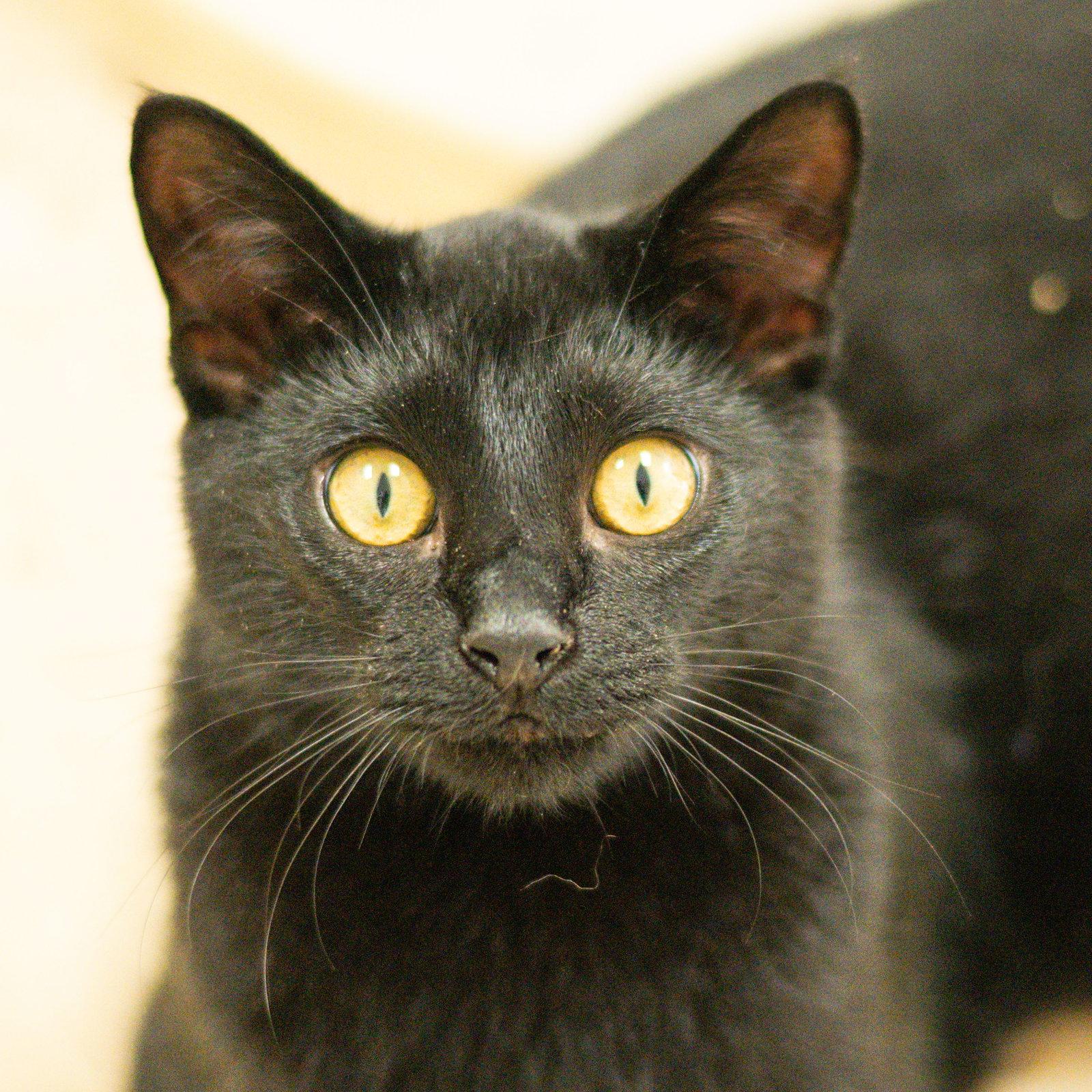 Enlarge Gary, a Adoptable Domestic Short Hair in Hilton Head Island, SC image 3/3