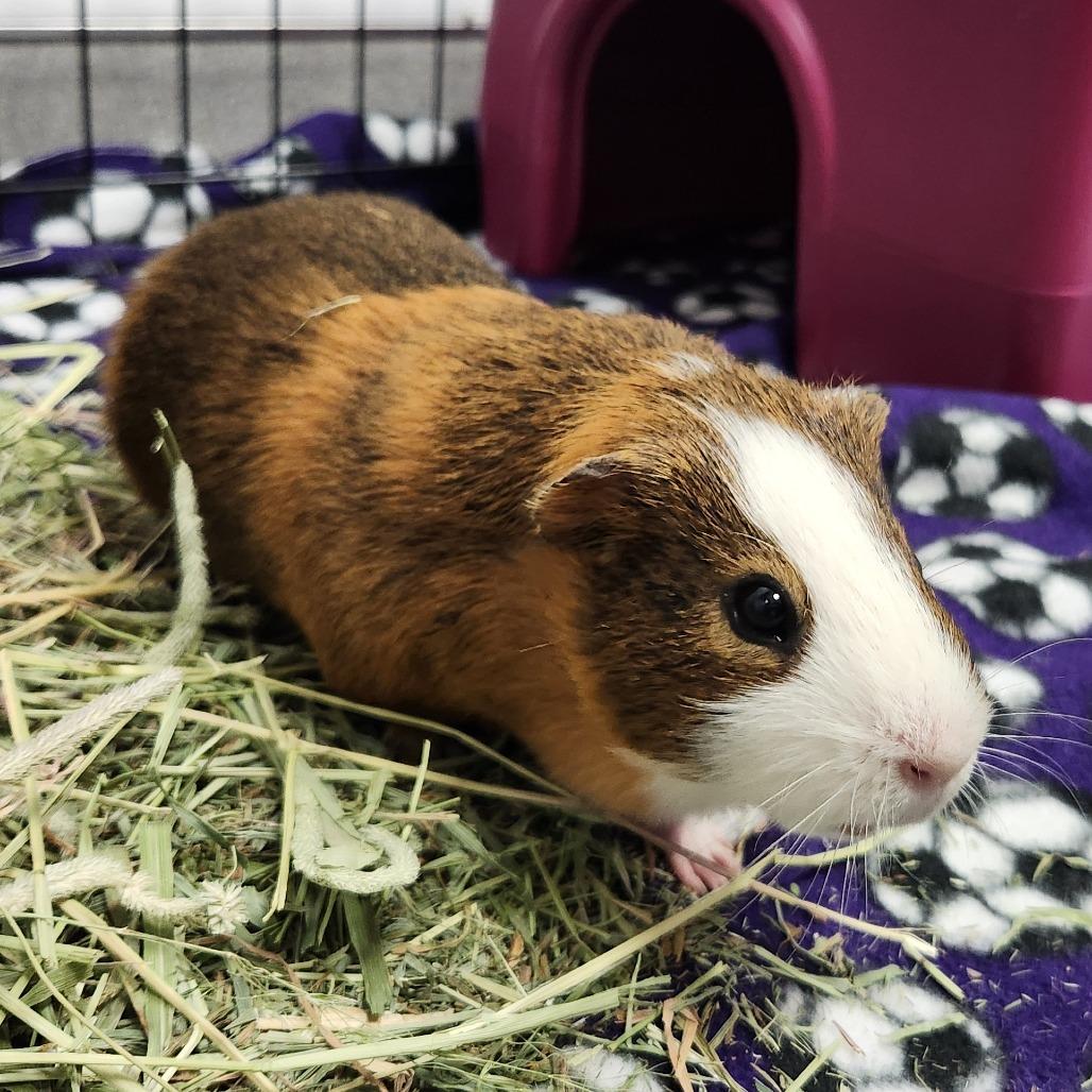 Wendy's nugget, Adoptable, Adult Female Guinea Pig.