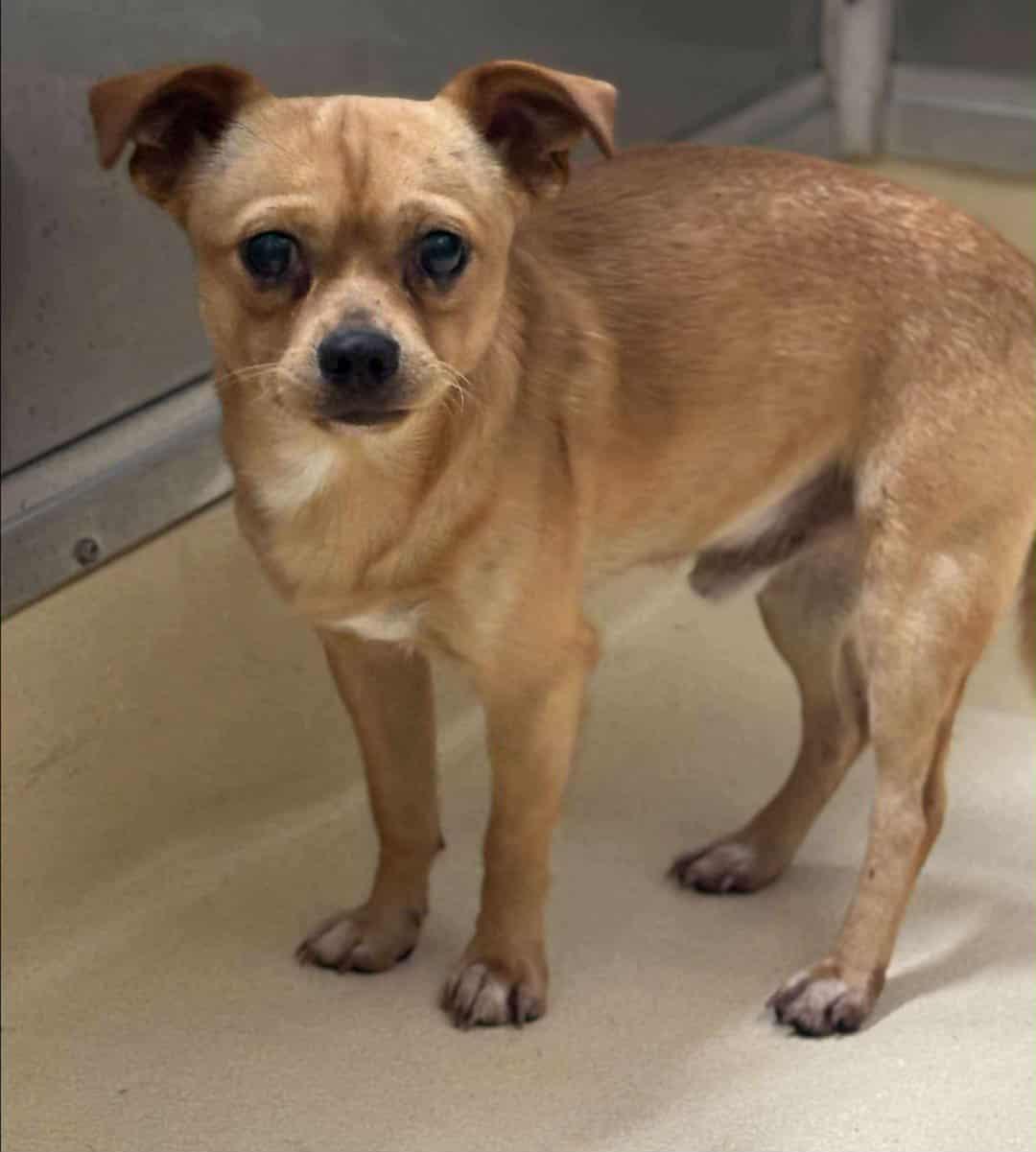 Buttons, adopted, Young Male Chihuahua.