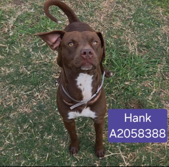 HANK
