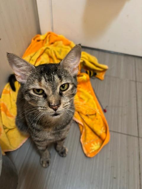 Enlarge Blossom, a Adoptable mixed breed in New York, NY image 1/4