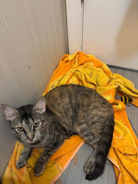 Enlarge Blossom, a Adoptable mixed breed in New York, NY image 2/4