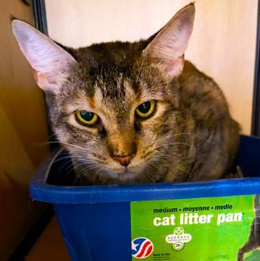 Enlarge Blossom, a Adoptable mixed breed in New York, NY image 4/4