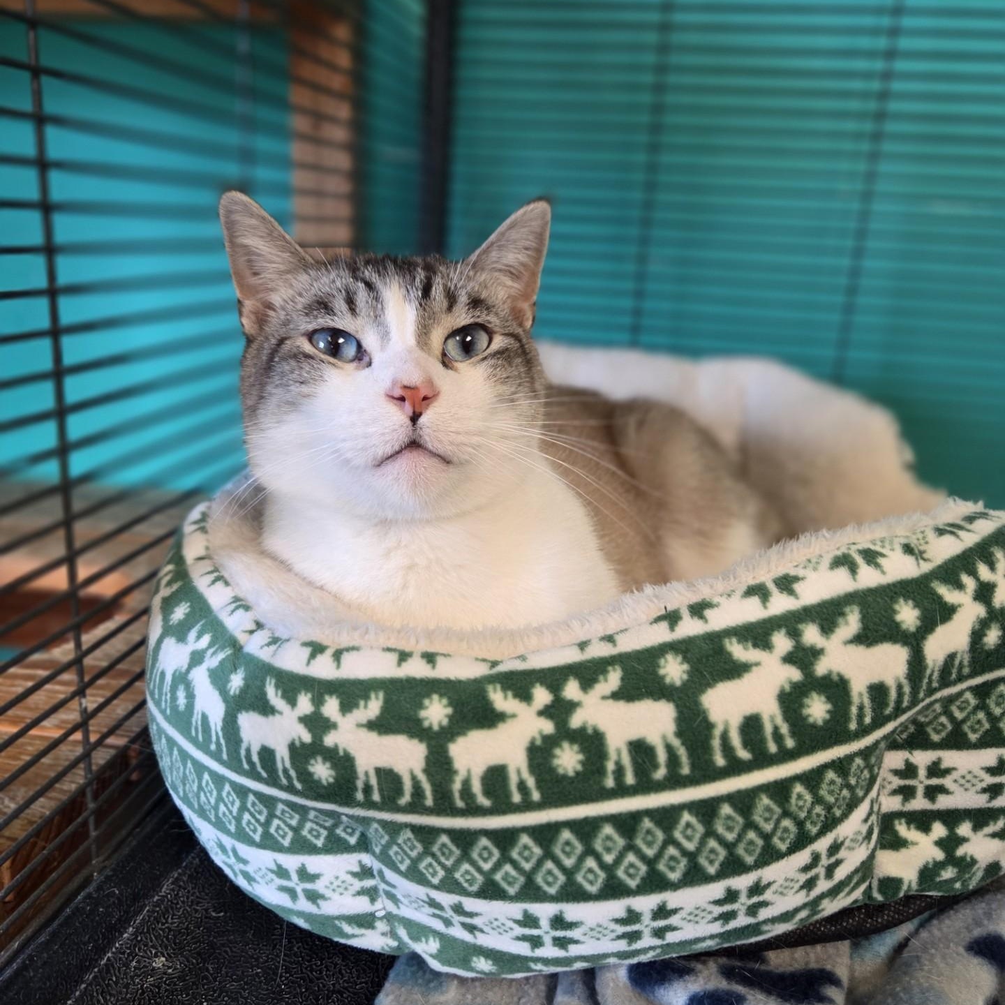 Samuel L. Catson, Adoptable, Adult Male Domestic Short Hair.