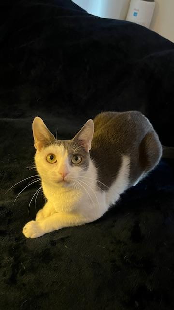 Holly , a ADOPTABLE Domestic Short Hair in Fairfax, VA image 5/6