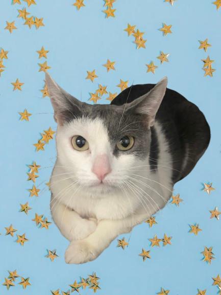 Holly , ADOPTABLE, Young Female Domestic Short Hair.