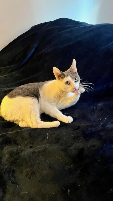 Holly , a ADOPTABLE Domestic Short Hair in Fairfax, VA image 4/6