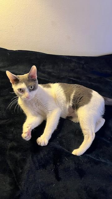 Holly , a ADOPTABLE Domestic Short Hair in Fairfax, VA image 3/6