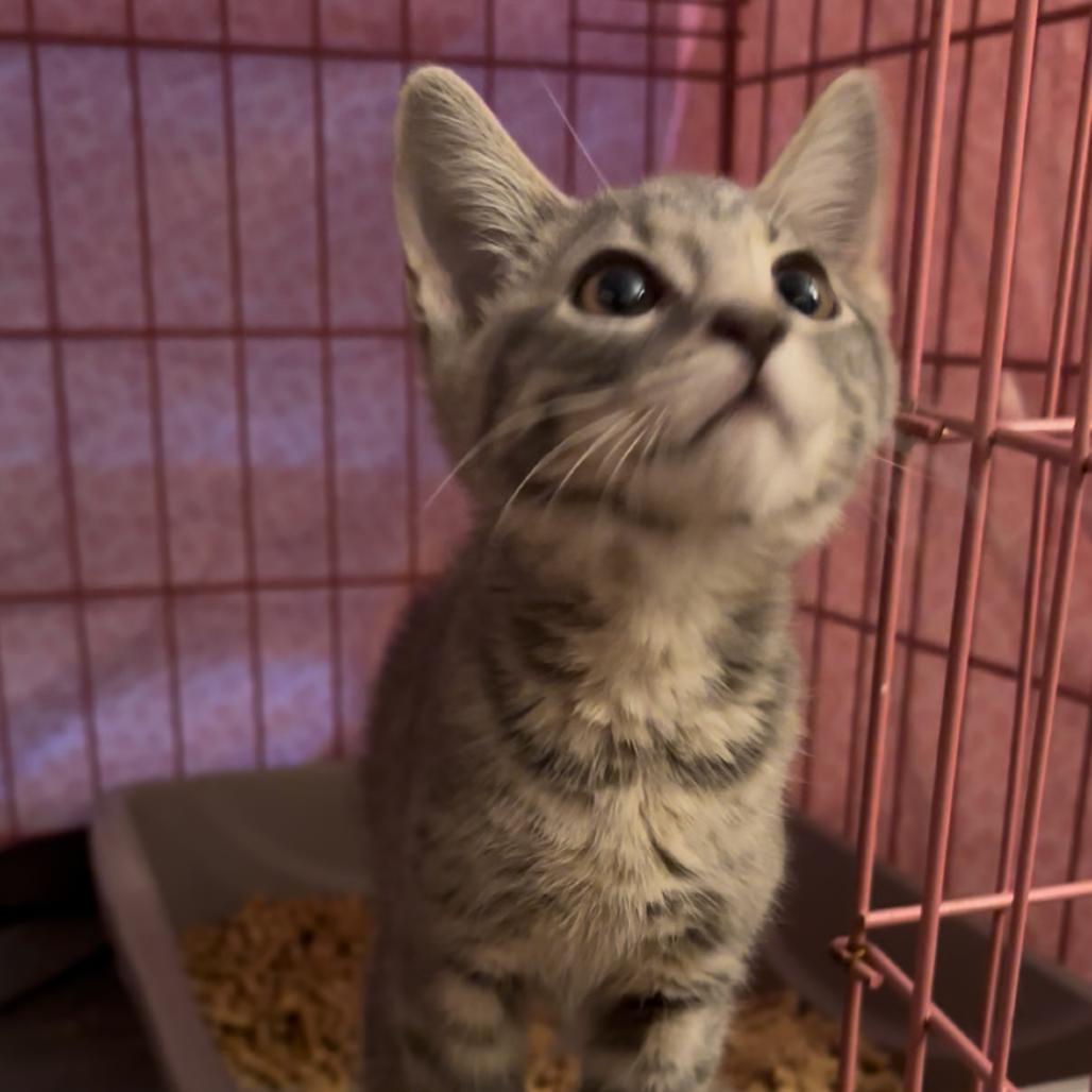 Moon Pie, Adoptable, Young Female Domestic Short Hair.