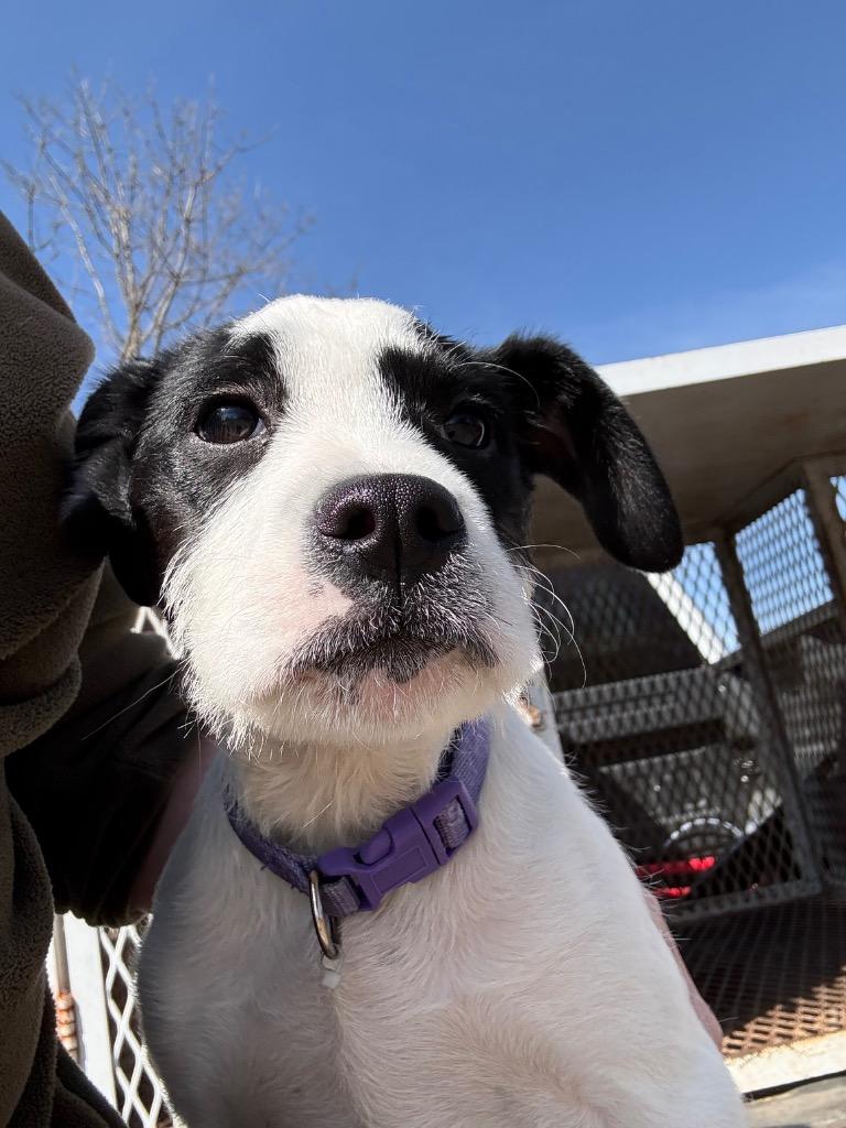 Dotty, Adoptable, Puppy Female Labrador Retriever & German Wirehaired Pointer.