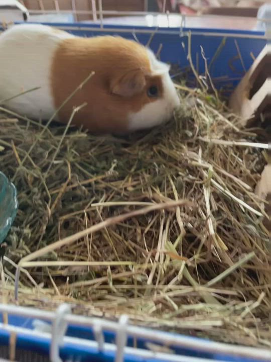 Enlarge Diana , a Adopted Guinea Pig in Sheridan, OR video 4/7