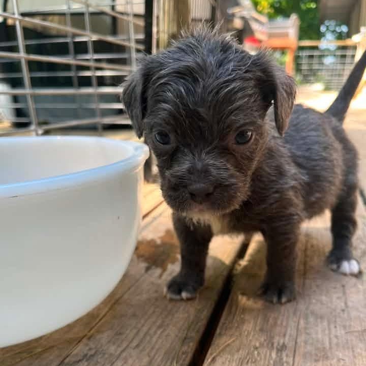 Starling, a Adoptable mixed breed in Kentwood, MI image 1/3