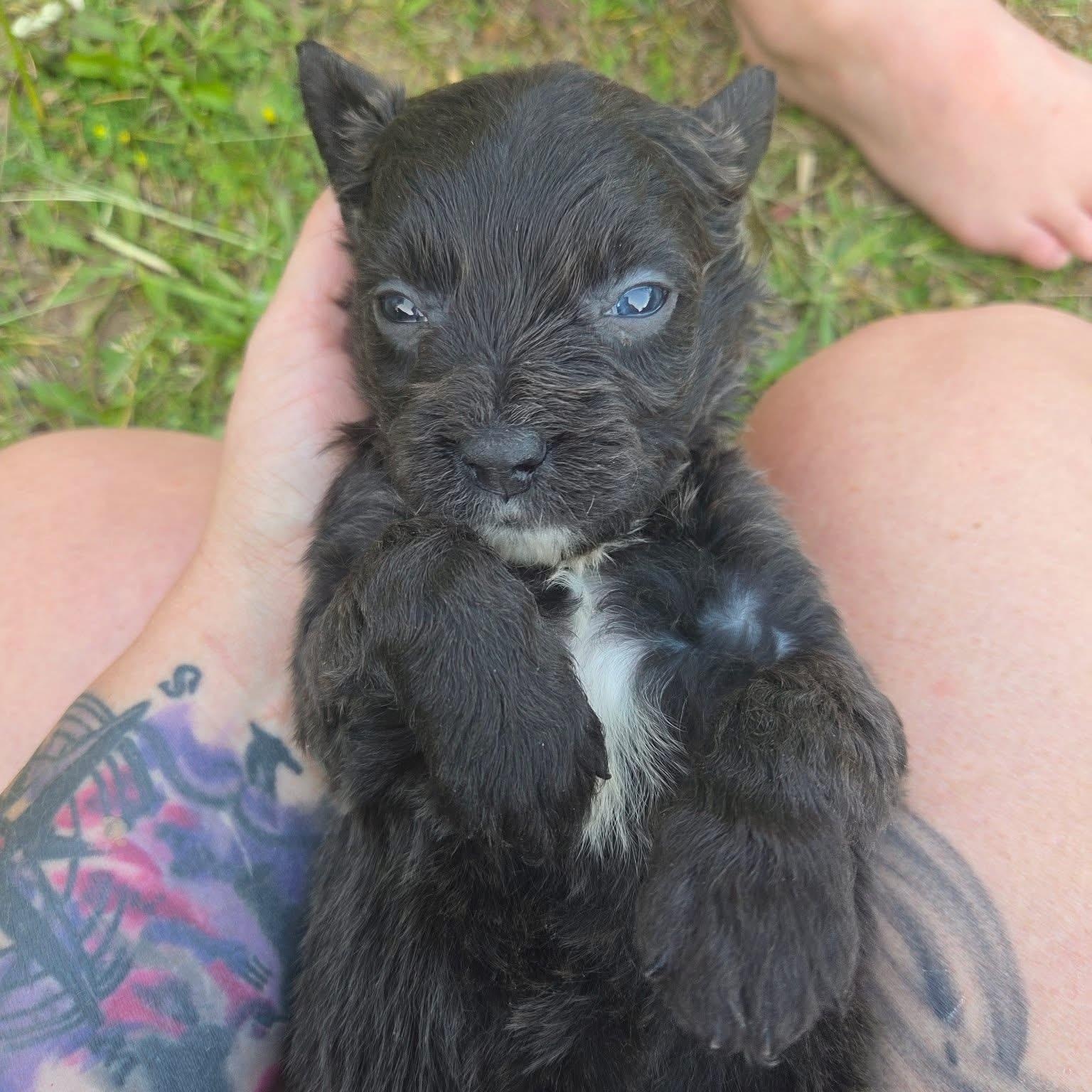Starling, a Adoptable mixed breed in Kentwood, MI image 2/3