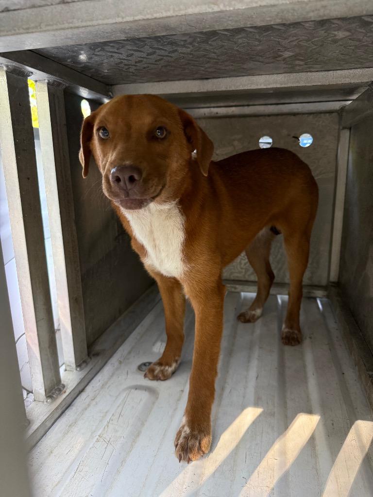 Martha, Adoptable, Young Female Mixed Breed & Hound.